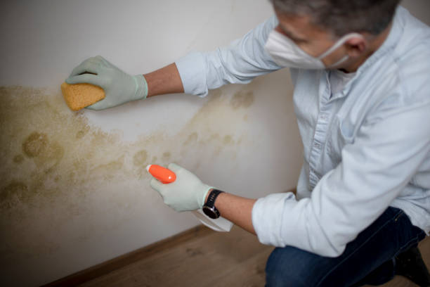Best Localized Mold Remediation (e.g., coastal areas, humid climates) in Union Beach, NJ