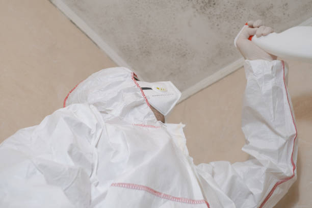 Professional Mold Remediation in Union Beach, NJ