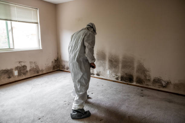 Best Industrial Mold Remediation in Union Beach, NJ